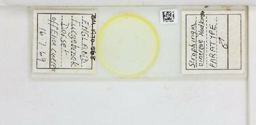 Strophingia cinerea Hodkinson, 1971 - 013471584_117219_1146780_835815_Type