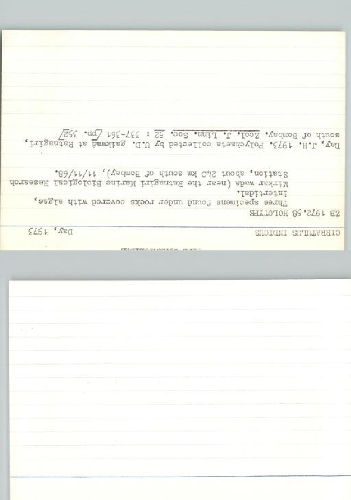 Cirratulus indicus Day, 1973 - Poychaeta_Type_0210-combined