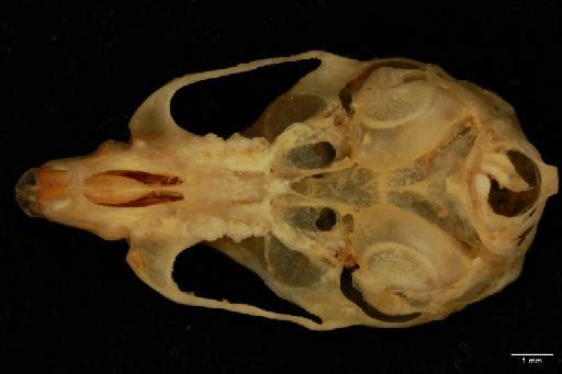 Micromys minutus Pallas, 1771 - Micromys_minutus-1972_2455-Skull-Ventral-2x