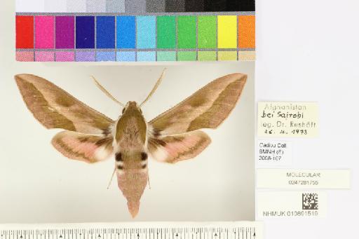 Hyles centralasiae (Staudinger, 1887) - NHMUK010891519_Hyles_centralasiae_dorsal_and_labels.JPG