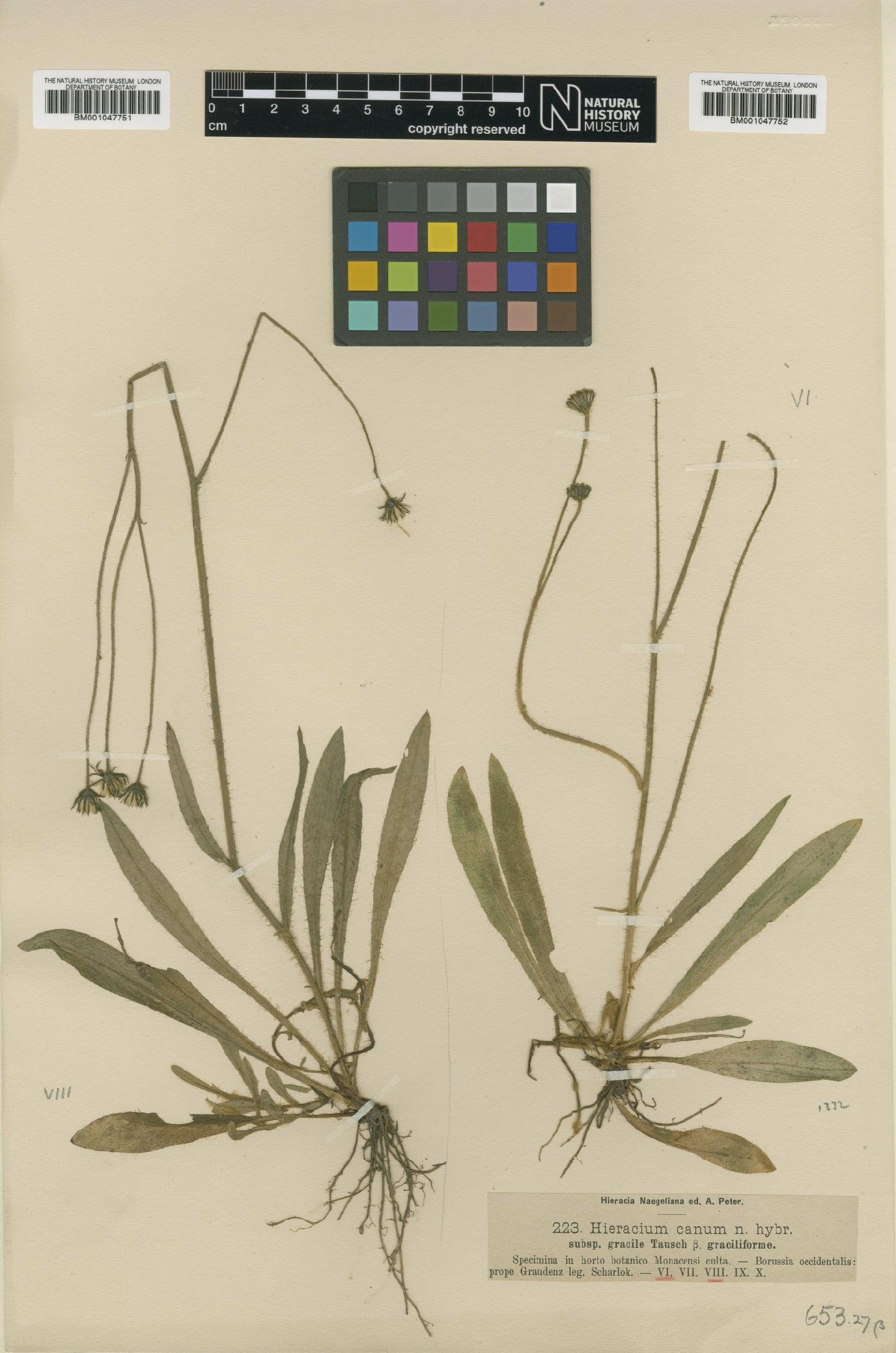 To NHMUK collection (Hieracium laschii subsp. neogracile Nägeli & Peter; Type; NHMUK:ecatalogue:2814744)