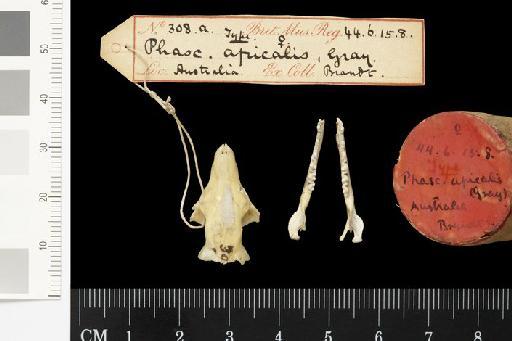 Phascogale apicalis Gray, 1842. - 1844.6.15.8_Skull_Dorsal