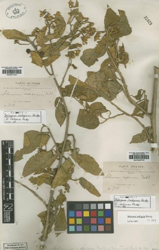 Solanum inelegans Rusby - BM000815951