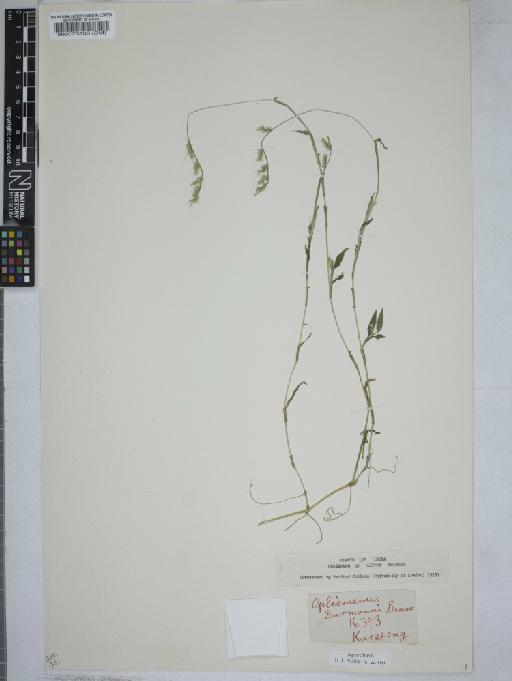 Oplismenus burmanni (Retz.) P.Beauv. - 000070353