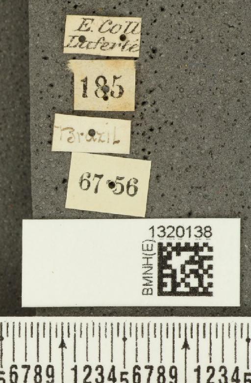 Diabrotica sinuata (Olivier, 1789) - BMNHE_1320138_label_17657