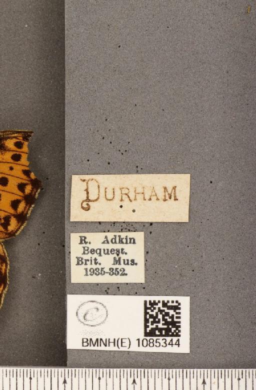 Argynnis aglaja (Linnaeus, 1758) - BMNHE_1085344_label_54325