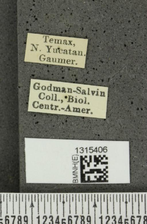 Leptinotarsa dahlbomi (Stål, 1859) - BMNHE_1315406_label_14966