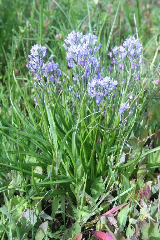 Hyacinthoides mauritanica (Schousb.) Speta - BB-183_plant