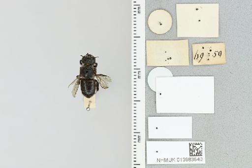 Lithurgus atratiformis Cockerell, 1905 - 013983540_additional