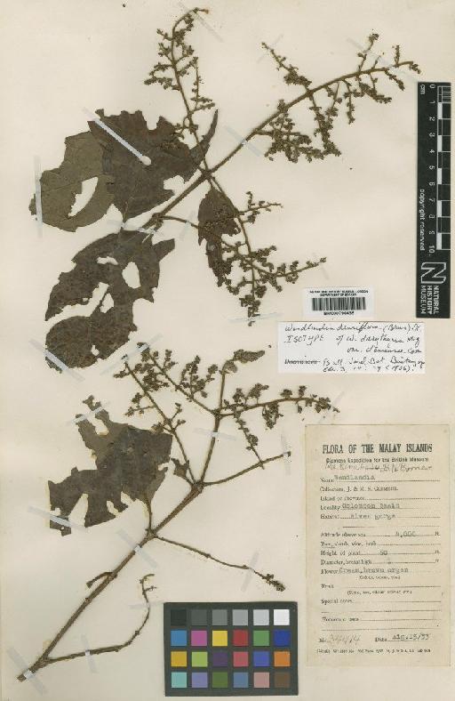 Wendlandia densiflora (Blume) DC. - BM000796435