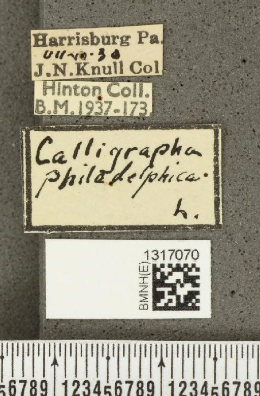 Calligrapha (Polyspila) philadelphica (Linnaeus, 1758) - BMNHE_1317070_label_15946