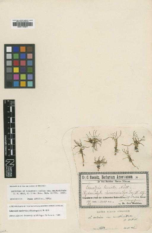 Lilaeopsis macloviana (Gand) Hill - BM001008577