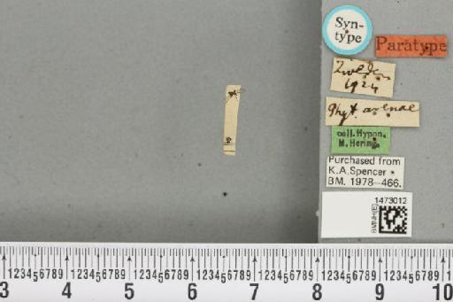 Chromatomyia avenae De Meijere, 1926 - BMNHE_1473012_48283