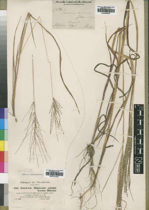 Digitaria pseudodiagonalis Chiov. - BM000923321