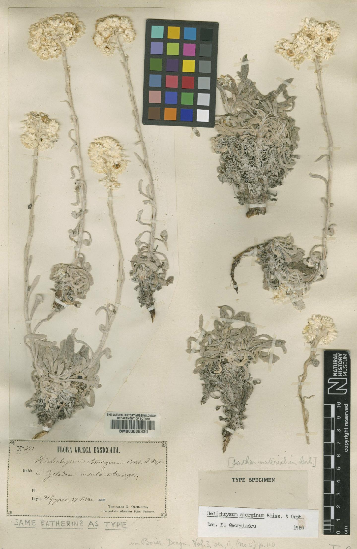To NHMUK collection (Helichrysum amorginum Boiss. & Orph.; Type; NHMUK:ecatalogue:4682441)