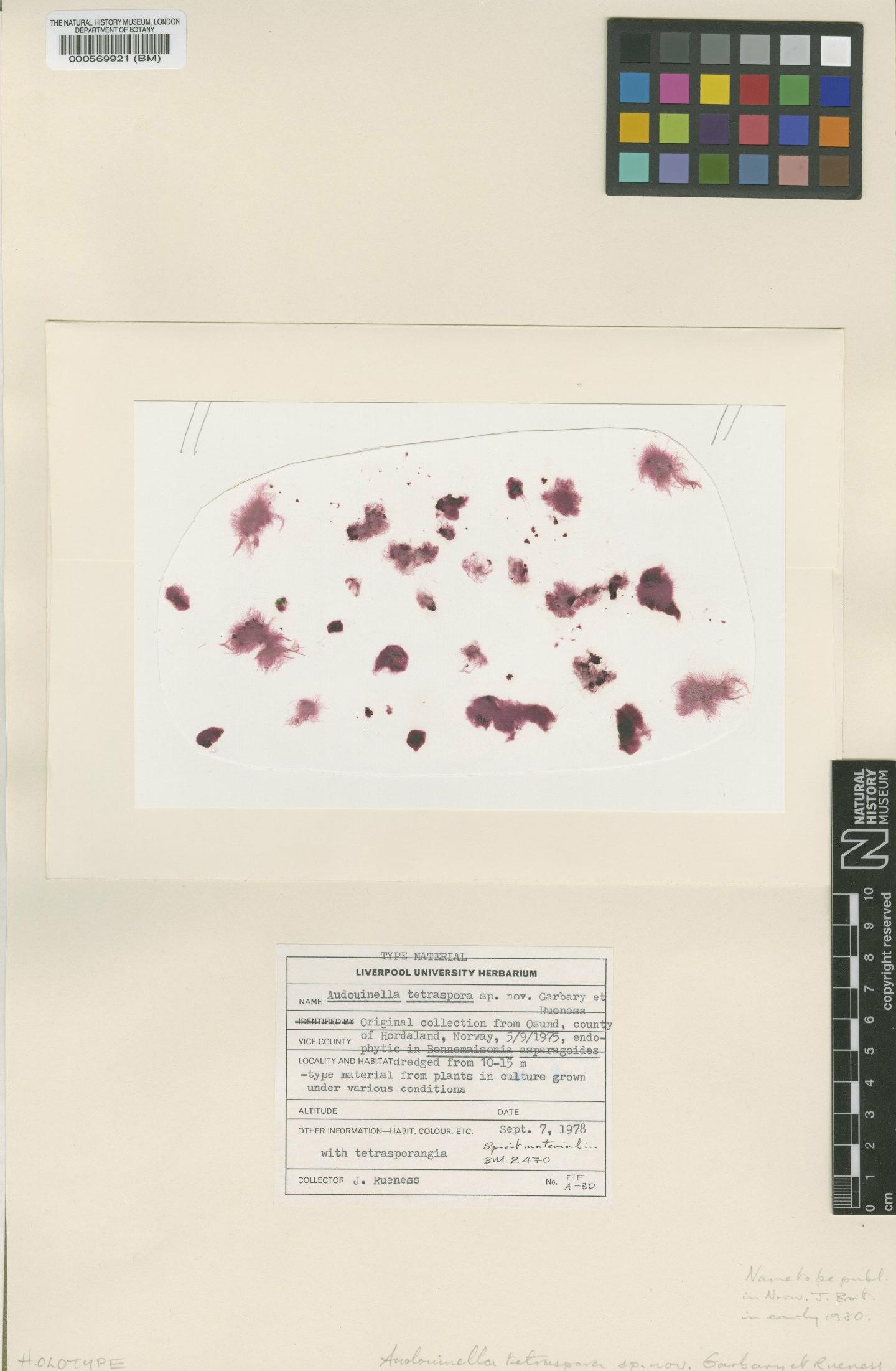 To NHMUK collection (Audouinella tetraspora Garbary & Rueness; Holotype; NHMUK:ecatalogue:4788537)