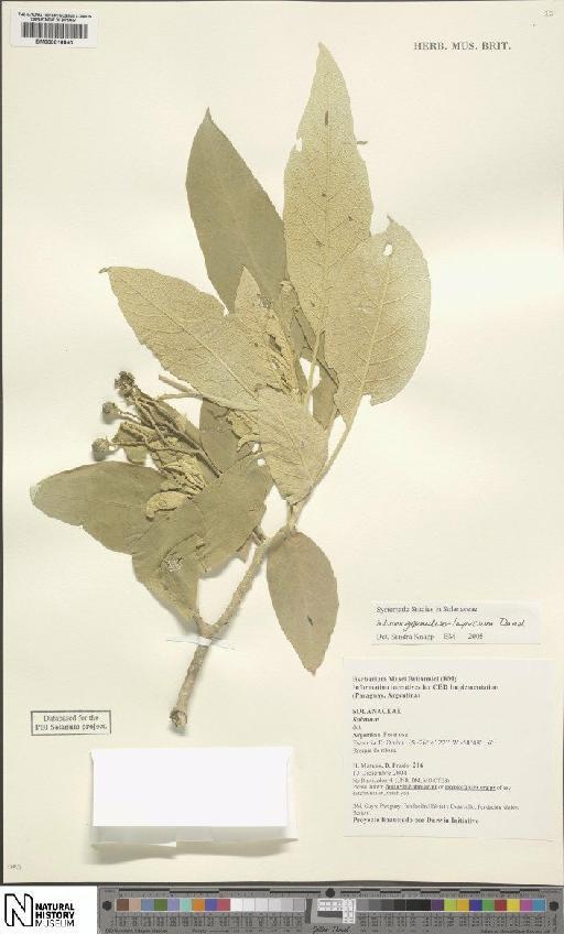 Solanum granuloso-leprosum Dunal - BM000816840