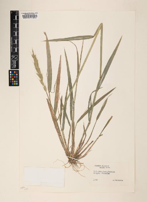 Elymus glaucus (hairy form) - 000013875