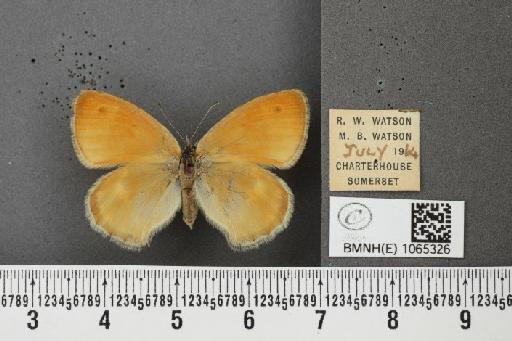 Coenonympha pamphilus ab. partimtransformis Leeds, 1950 - BMNHE_1065326_26659