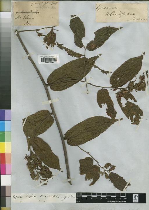 Grewia carpinifolia Juss. - BM000795048