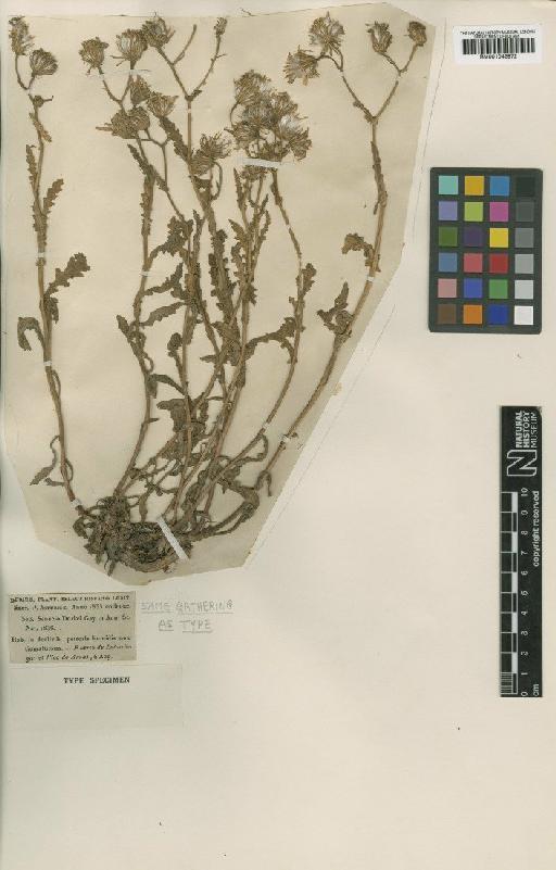 Senecio nebrodensis L. - BM001042972