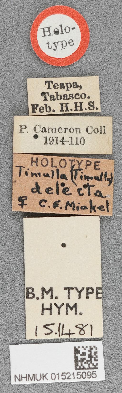 Timulla delecta Mickel, 1938 - 015215095_Timulla_delecta_holotype_labels