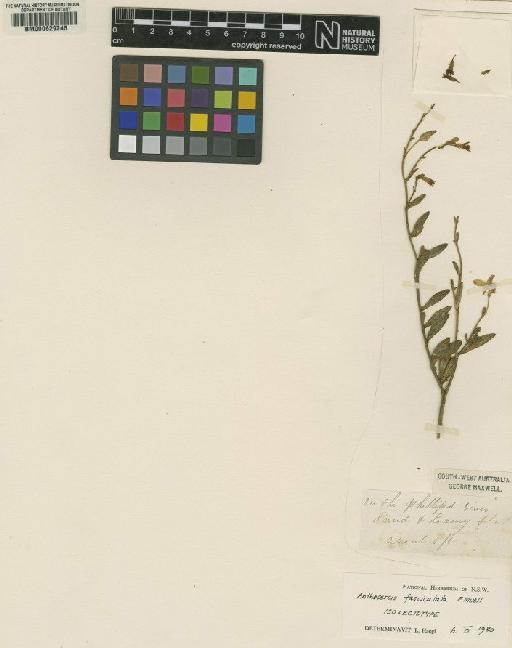 Anthocercis fasciculata F.Muell. - BM000629245