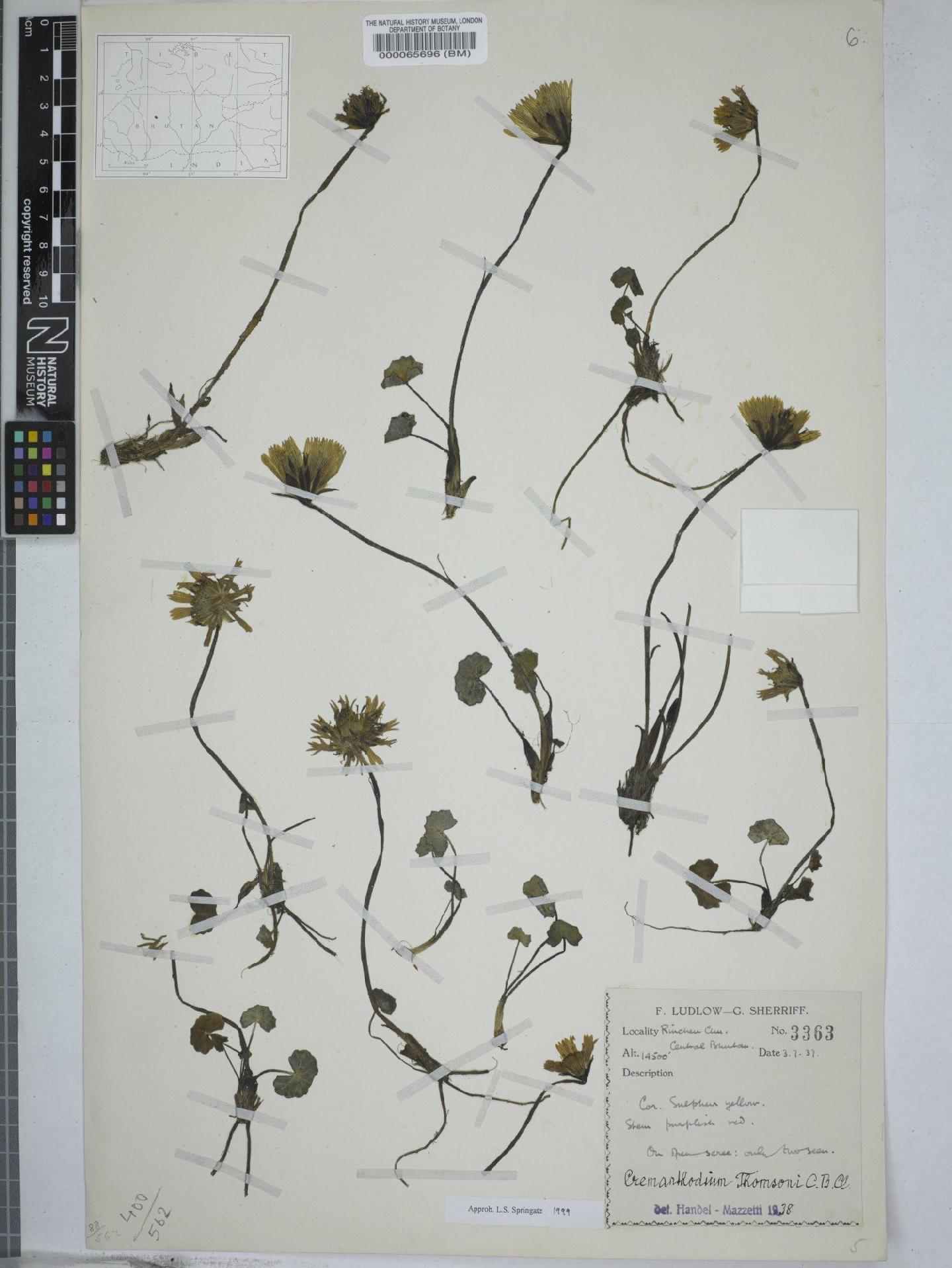 To NHMUK collection (Cremanthodium thomsonii C.B.Clarke; NHMUK:ecatalogue:9149313)