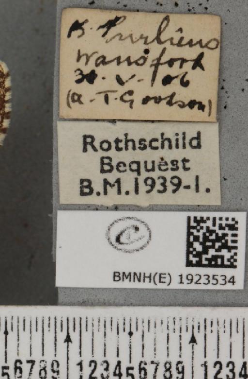 Ematurga atomaria (Linnaeus, 1758) - BMNHE_1923534_label_488118