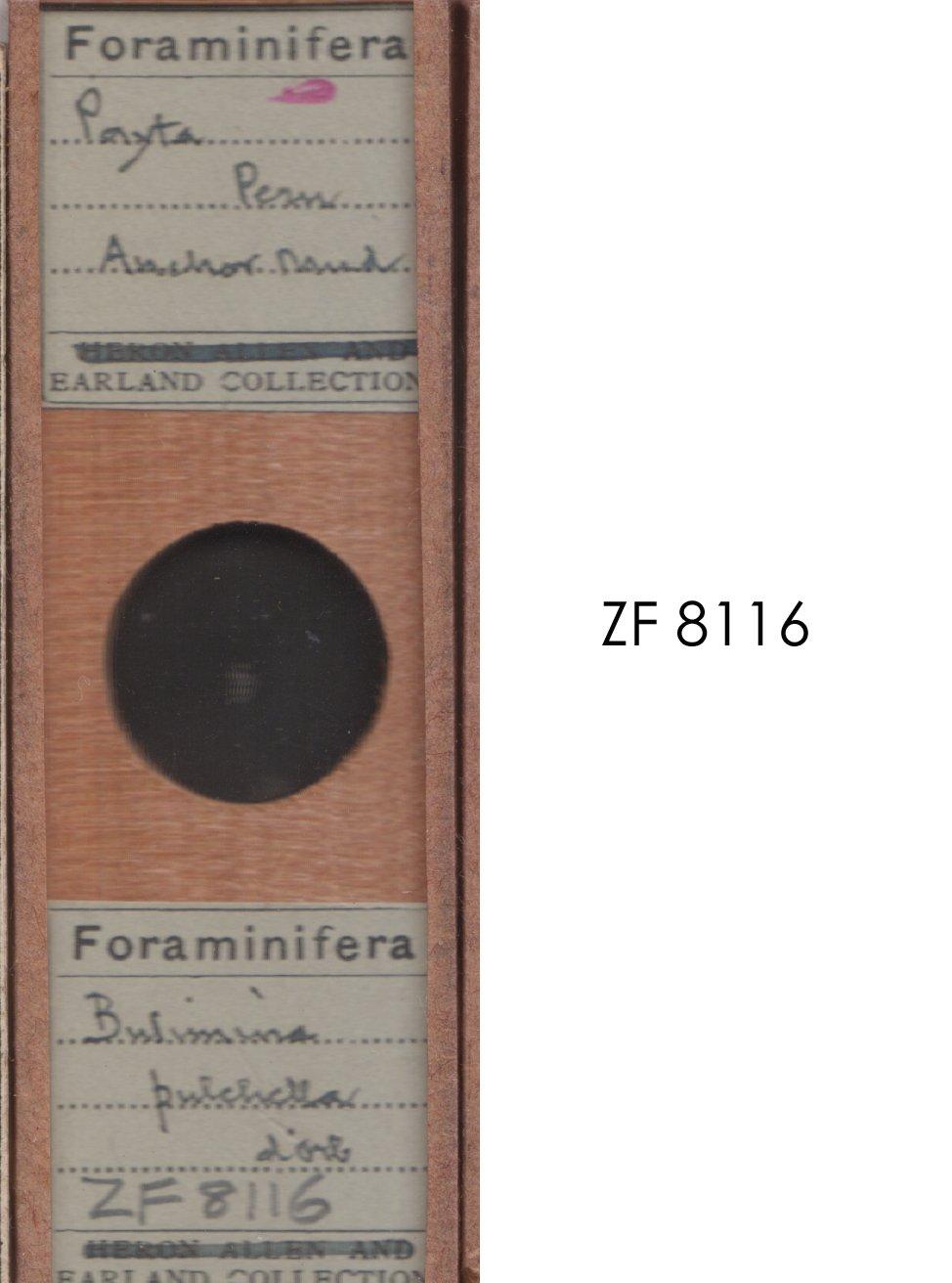 To NHMUK collection (Bulimina pulchella Orbigny, 1839; NHMUK:ecatalogue:9055638)