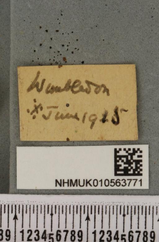 Cirrhia icteritia (Hufnagel, 1766) - NHMUK_010563771_label_621339