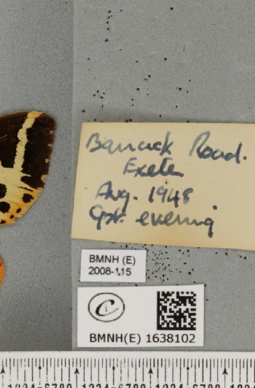 Euplagia quadripunctaria (Poda, 1761) - BMNHE_1638102_label_209226