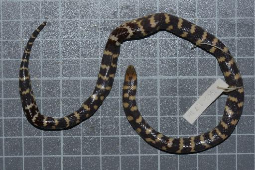 Atractus erythromelas Boulenger, 1903 - Image of specimen 1946.1.7.18