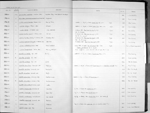 Lucina anatellinoides Reeve, 1850 - Zoology Accessions Register: Mollusca: 1962 - 1969: page 72