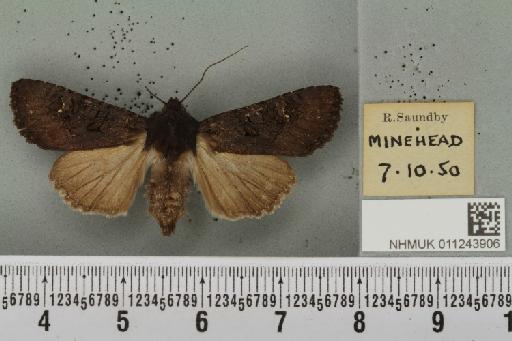 Aporophyla nigra (Haworth, 1809) - NHMUK_011243906_645044