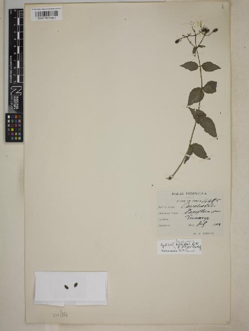 Psychotria polytricha Miq. - BM013825661