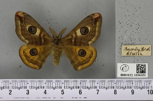 Saturnia pavonia (Linnaeus, 1758) - BMNHE_1634281_203297