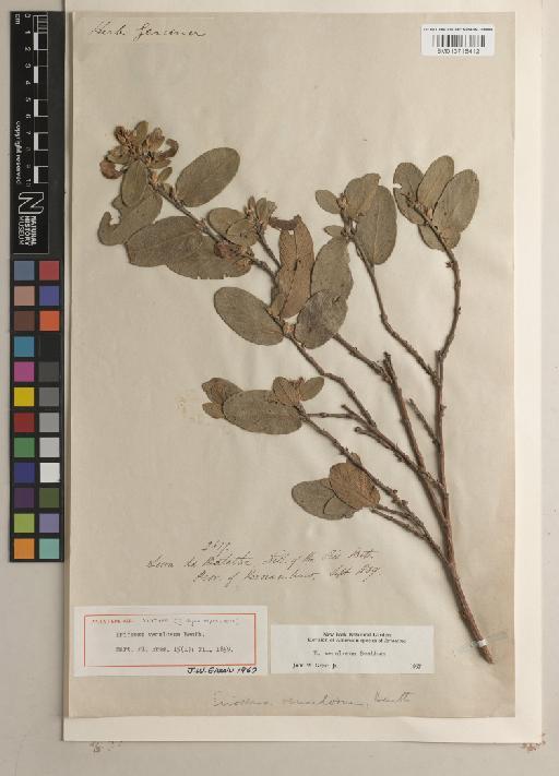 Eriosema venulosum Benth. - BM013716412