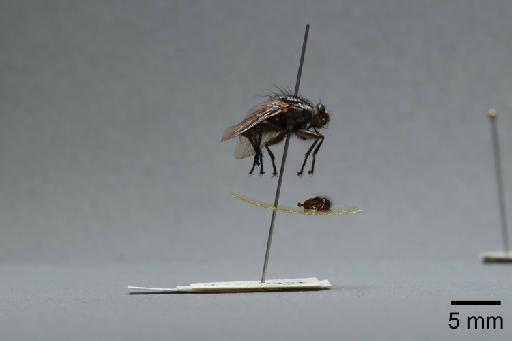 Sarcophaga (Rosellea) aratrix Pandelle, 1896 - 015092856_lateral