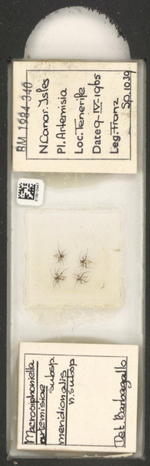 Macrosiphoniella artemisiae meridionalis Barbagallo, 1969 - 010013447_112659_1094716
