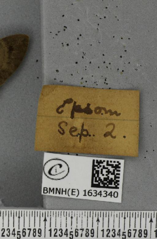 Macroglossum stellatarum (Linnaeus, 1758) - BMNHE_1634340_label_205918