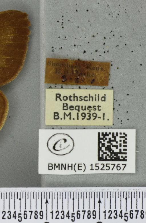 Macrothylacia rubi ab. ferruginea-unilinea Tutt, 1902 - BMNHE_1525767_label_196460