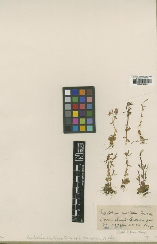 Epilobium davuricum subsp. arcticum Raven - BM000751911