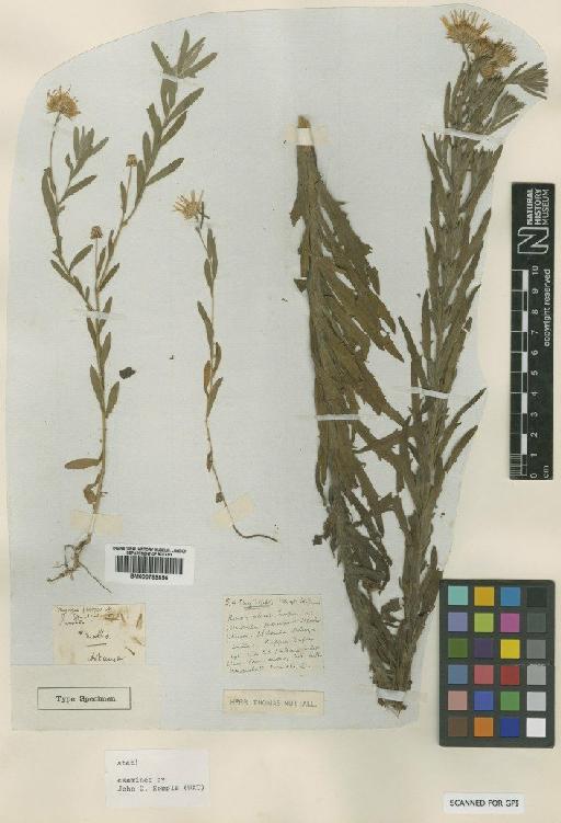 Chrysopsis pilosa Nutt - BM000799856