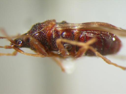 Neoentisberus indicus-side Scudder - Hemiptera: Neoentisberus Ind-Side