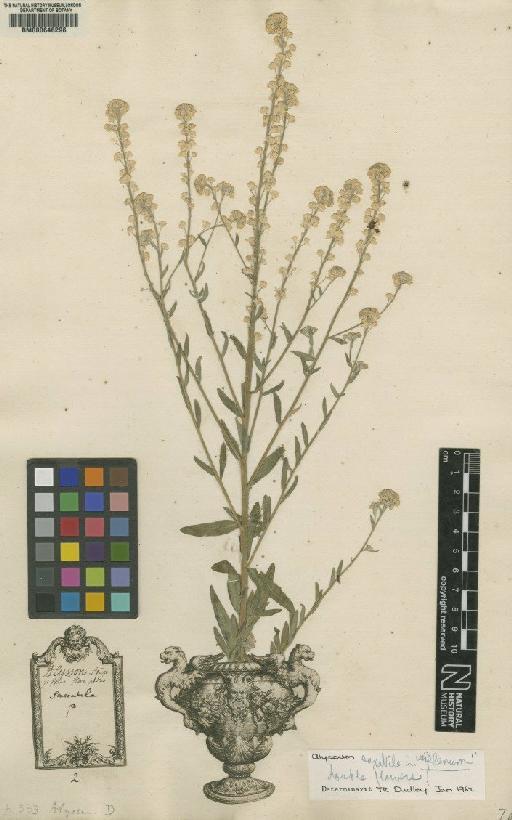 Alyssum L. - BM000646296