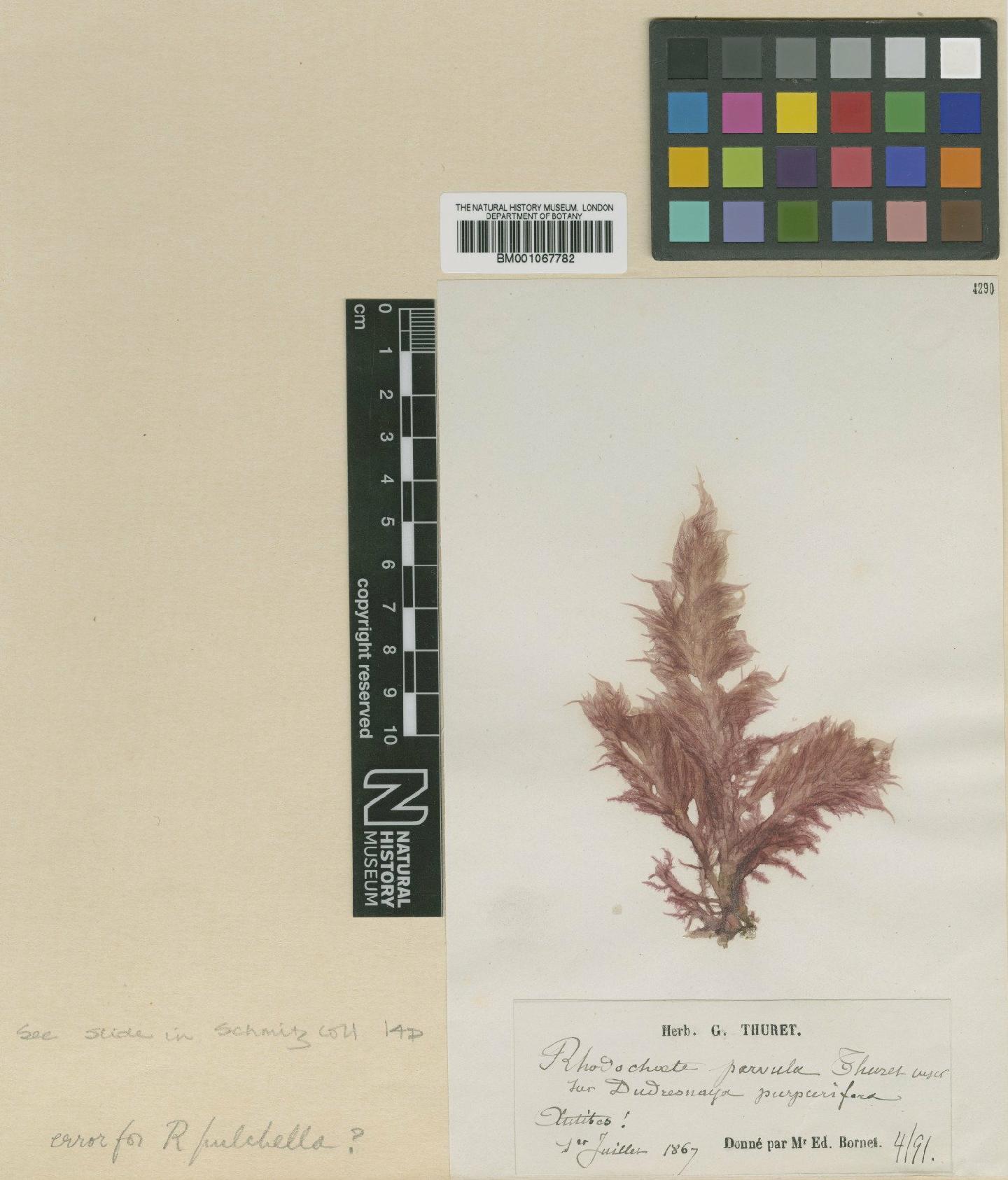 To NHMUK collection (Rhodochaete pulchella Thuret ex Bornet; TYPE; NHMUK:ecatalogue:2320757)