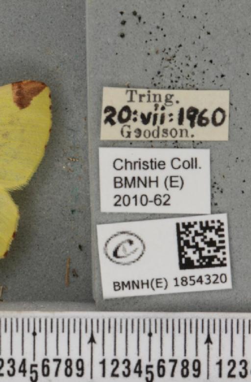 Opisthograptis luteolata (Linnaeus, 1758) - BMNHE_1854320_label_428255