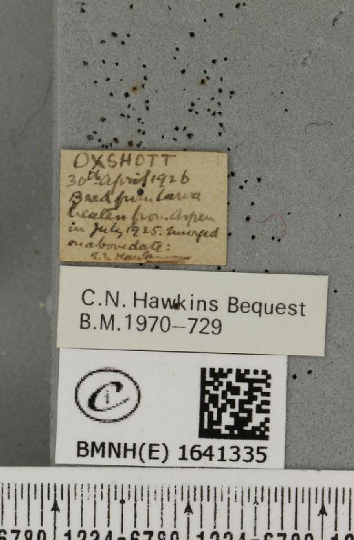 Furcula bifida Brahm, 1787 - BMNHE_1641335_label_242103