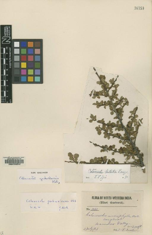 Cotoneaster garhwalensis G.Klotz - BM000602240